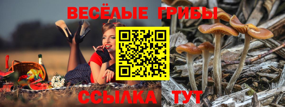 Галлюциногенные грибы Psilocybine cubensis  Вход с VPN  Карпинск 